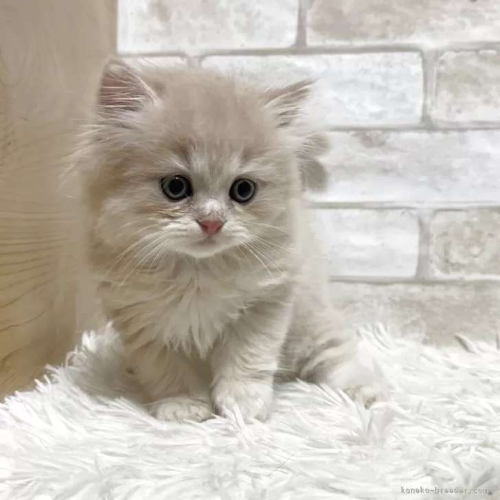 Y.O 様のお迎えした子猫