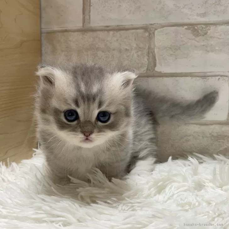 ID：2503-00437の子猫