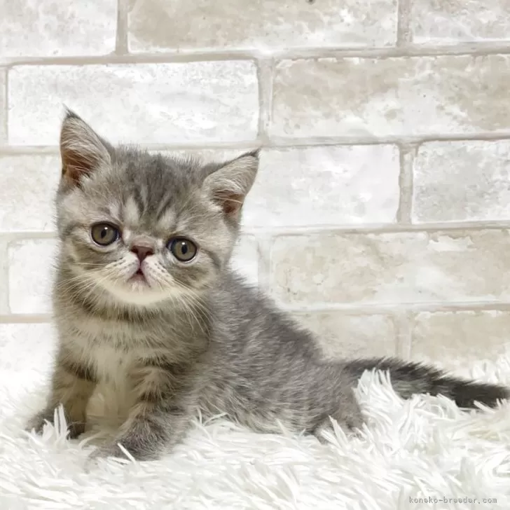 kiki 様のお迎えした子猫