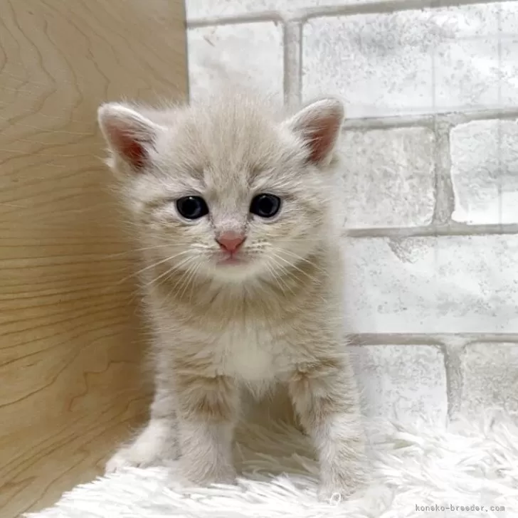 ID：2506-01380の子猫