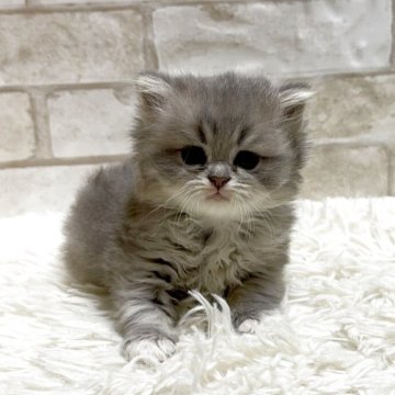 ミヌエット(長足)【愛知県・女の子・2025年10月31日・ブルータビー&ホワイト（ロング）】の写真「可愛い長足ちゃん💕」