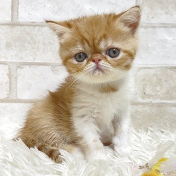 エキゾチックショートヘア【愛知県・男の子・2025年9月16日・レッドタビー&ホワイト】の写真「ぶさかわちゃん💕」