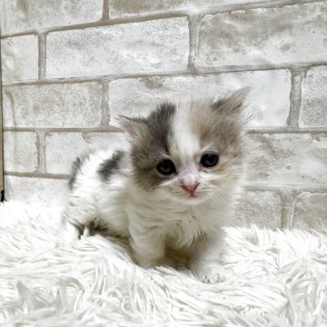 マンチカン(短足)【愛知県・女の子・2025年10月22日・ダイリュートキャリコ（ロング）】の写真「ダイリュートキャリコ短足のガール💕」