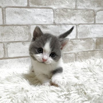 マンチカン(短足)【愛知県・男の子・2025年10月22日・ブルー&ホワイト（ショート）】の写真「ハチワレ短足ちゃん💕」