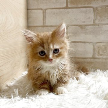 マンチカン(短足)【愛知県・男の子・2025年10月1日・レッドタビー&ホワイト（ロング）】の写真「短足ちゃん💕」