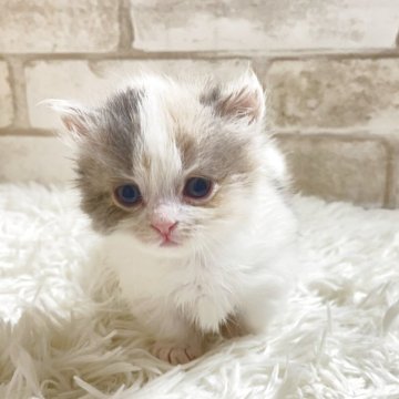 マンチカン(短足)【愛知県・女の子・2025年10月22日・ダイリュートキャリコ（ロング）】の写真「ダイリュートキャリコ短足のガール💕」