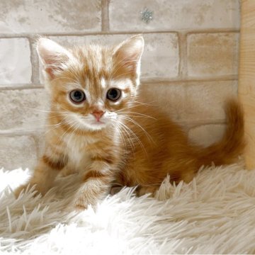 マンチカン(長足)【愛知県・男の子・2025年10月1日・レッドタビー（ショート）】の写真「長足ちゃん💕」