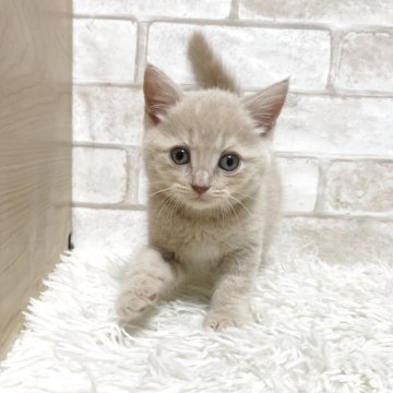 マンチカン(長足)【愛知県・男の子・2025年5月6日・クリームタビー】の写真「長足くん💕」