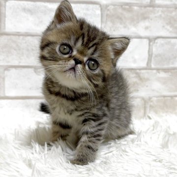 エキゾチックショートヘア【愛知県・男の子・2025年9月16日・ブラウンタビー】の写真「ぶさかわちゃん💕」