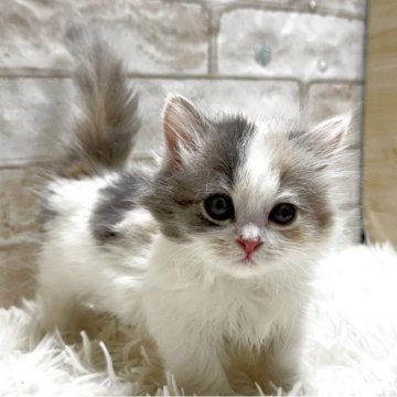 マンチカン(短足)【愛知県・女の子・2025年10月22日・ダイリュートキャリコ（ロング）】の写真「ダイリュートキャリコ短足のガール💕」