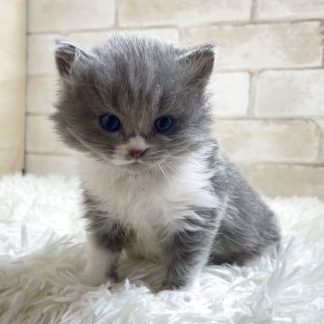 マンチカン(長足)【愛知県・男の子・2025年10月22日・ブルー&ホワイト】の写真「長足くん💕」