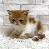 エキゾチックショートヘア
