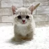 マンチカン(短足)