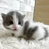 マンチカン(短足)