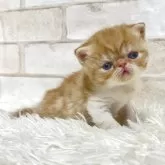 エキゾチックショートヘア