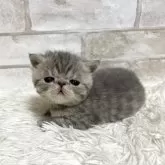 エキゾチックショートヘア
