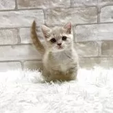 マンチカン(短足)