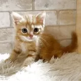 マンチカン(長足)