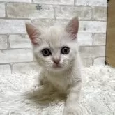 マンチカン(長足)