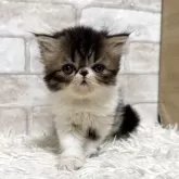 エキゾチックショートヘア