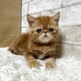 エキゾチックショートヘア