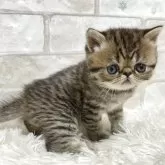 エキゾチックショートヘア