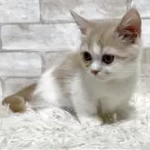 ミヌエット(短足)【愛知県・女の子・2025年6月16日・クリーム&ホワイト】の写真2