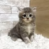 ミヌエット(長足)【愛知県・男の子・2025年7月7日・ブルータビー】の写真2