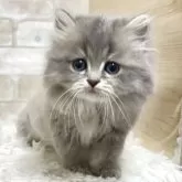 ミヌエット(長足)【愛知県・男の子・2025年6月7日・ブルータビー】の写真2