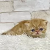 エキゾチックショートヘア【愛知県・男の子・2025年9月16日・レッドタビー&ホワイト】の写真8