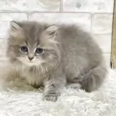 ミヌエット(長足)【愛知県・男の子・2025年6月7日・ブルータビー】の写真3