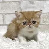 エキゾチックショートヘア【愛知県・男の子・2025年9月16日・レッドタビー&ホワイト】の写真3