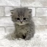 ミヌエット(長足)【愛知県・男の子・2025年6月7日・ブルータビー】の写真8