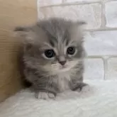 ミヌエット(短足)【愛知県・男の子・2024年12月22日・ブルー&ホワイト】の写真4