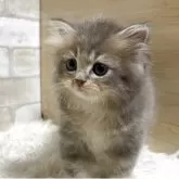 ミヌエット(長足)【愛知県・男の子・2025年7月7日・ブルータビー】の写真4