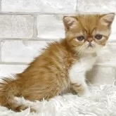 エキゾチックショートヘア【愛知県・男の子・2025年9月16日・レッドタビー&ホワイト】の写真4