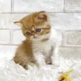 エキゾチックショートヘア【愛知県・男の子・2025年9月16日・レッドタビー&ホワイト】の写真5