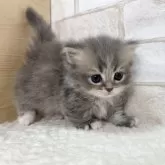 ミヌエット(短足)【愛知県・男の子・2024年12月22日・ブルー&ホワイト】の写真5