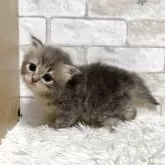 ミヌエット(長足)【愛知県・男の子・2025年7月7日・ブルータビー】の写真7