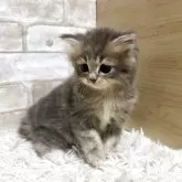 ミヌエット(長足)【愛知県・男の子・2025年7月7日・ブルータビー】の写真5