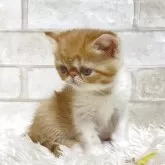 エキゾチックショートヘア【愛知県・男の子・2025年9月16日・レッドタビー&ホワイト】の写真6