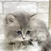 ミヌエット(長足)【愛知県・男の子・2025年6月7日・ブルータビー】の写真6