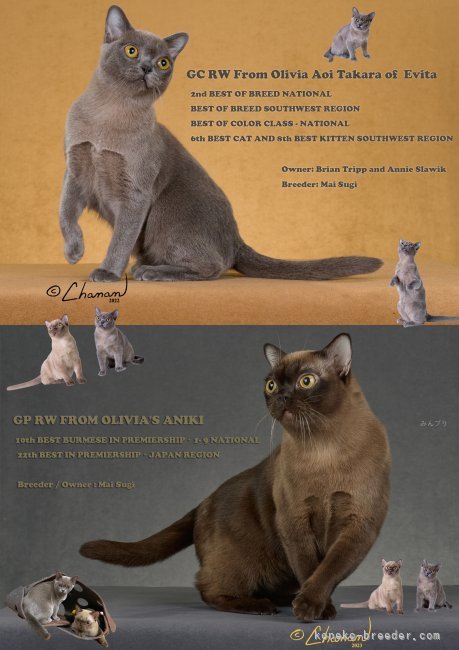 杉　麻衣(すぎ　まい)ブリーダー(兵庫県・アメリカンバーミーズ・CFA登録)の紹介写真2