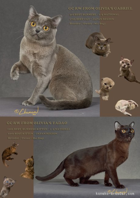 杉　麻衣(すぎ　まい)ブリーダー(兵庫県・アメリカンバーミーズ・CFA登録)の紹介写真3