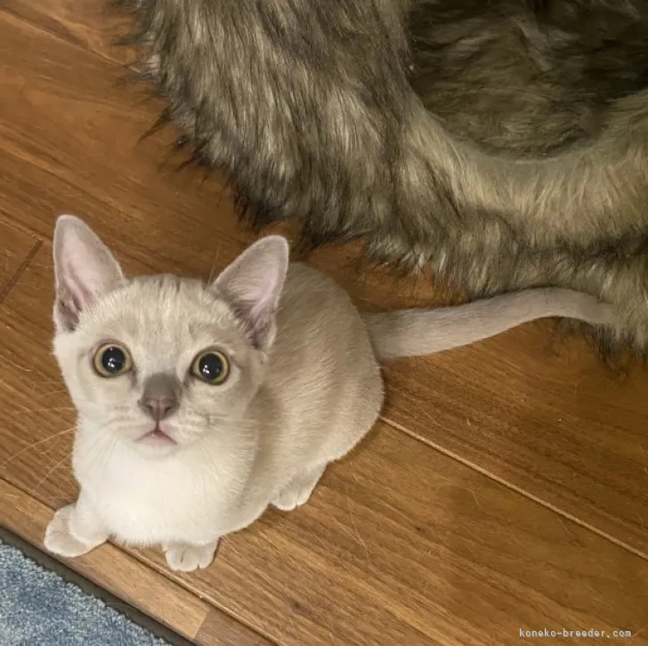 ID:2305-00267の子猫