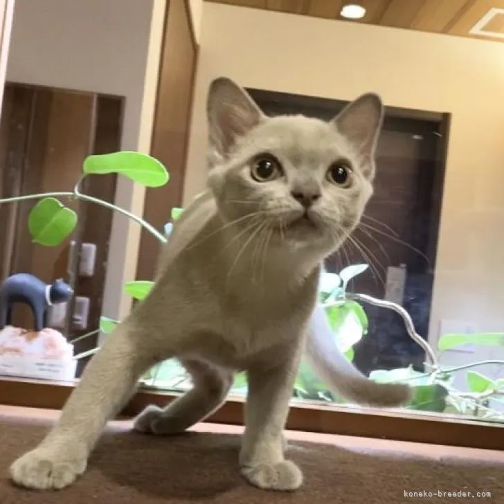 ID：2210-02452の子猫