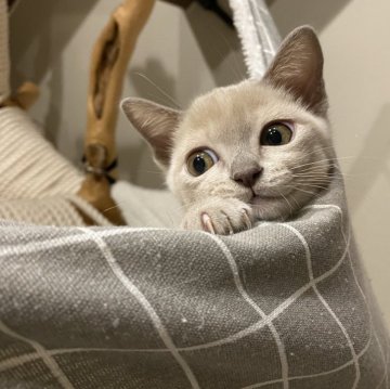 アメリカンバーミーズ【兵庫県・男の子・2023年10月14日・プラチナ】の写真「女の子みたいなお顔の可愛い男子」