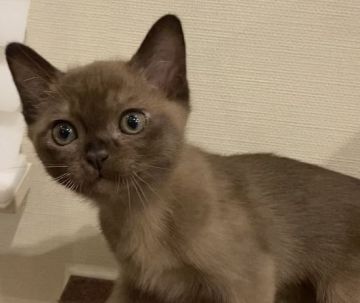 アメリカンバーミーズ【兵庫県・男の子・2020年7月27日・セーブル】の写真「日本では珍しい猫種です。」