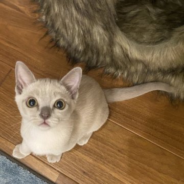 アメリカンバーミーズ【兵庫県・男の子・2023年3月9日・プラチナ】の写真「女の子みたいなお顔」