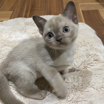 アメリカンバーミーズ【兵庫県・女の子・2024年1月28日・シャンパン】の写真「抱っこが大好きな女の子です」